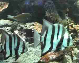 poisson de r&eacute;cif, benthos, fonds marins, guadeloupe