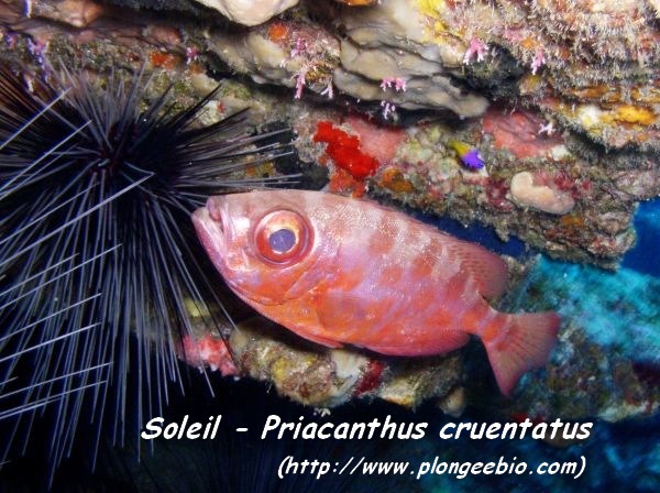 Site de rencontre club soleil