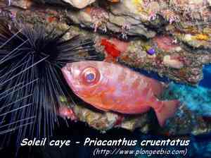 poisson r&eacute;cif corallien, ecosyst&egrave;me marin, guadeloupe, antilles