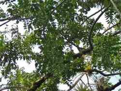 ylang ylang arbre Matouba habitation Jos�phine