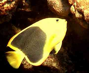 poisson de r&eacute;cif, benthos, fonds marins, guadeloupe