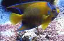 poisson de r&eacute;cif, benthos, fonds marins, guadeloupe
