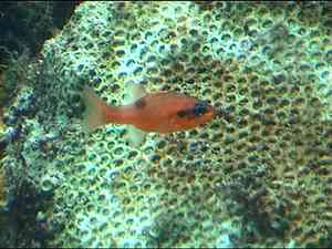 poisson r&eacute;cif, benthos, fonds marins, guadeloupe