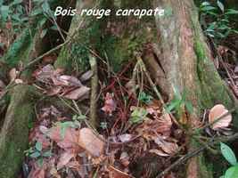 bois rouge carapate, arbre, trace 36 mois, basse terre, guadeloupe