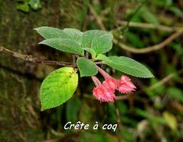 crête a coq, liane, soufrière, guadeloupe