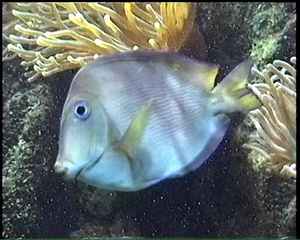 fiche poisson bleu, r&eacute;cif corallien , guadeloupe