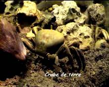 Gecarcinus ruricola, guadeloupe