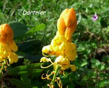 balade , plante jardin, terre de bas, les saintes, iles guadeloupe, antilles