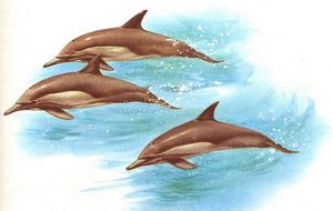 mammif�re marin, pelagos, grands fonds, ecosysteme marin, guadeloupe, antilles, 