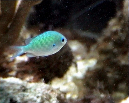 fiche poisson bleu , r&eacute;cif corallien, guadeloupe