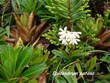 balade armistice, orchid&eacute;e foret humide, guadeloupe