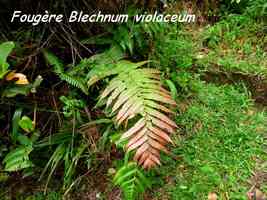 foug�re blechnum, soufri�re, guadeloupe