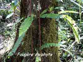 foug�re Nephrolepis, trace contrebandiers, basse terre nord, guadeloupe