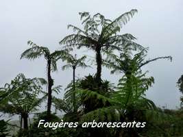 foug&egrave;res arborescentes, soufri&egrave;re, guadeloupe