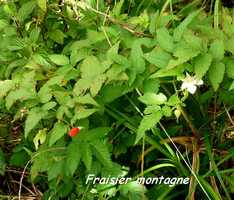 fraisier montagne, soufri�re, guadeloupe
