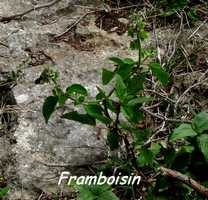 framboisin, herbac�e, TGT5, grande terre, guadeloupe
