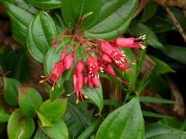 Fuchsia montagne, arbuste, soufri�re, guadeloupe