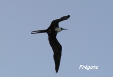 Fregata magnificens, fr�gate,  littoral, guadeloupe