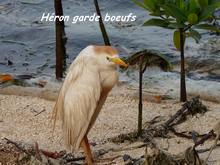 Bubulcus ibis, guadeloupe, antilles