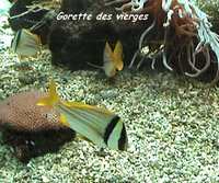 poisson jaune, r&eacute;cif corallien, &eacute;cosysteme marin, guadeloupe, antilles