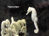 poisson bizarre, r�cif corallien, ecosysteme marin, guadeloupe, antilles