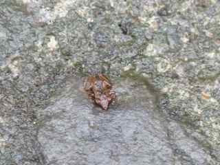 grenouille , Hylode, Eleupterodactylus balagnei,  foret tropicale humide antilles