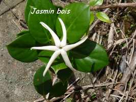 jasmin bois, flore, soufri&egrave;re, guadeloupe