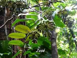 jos&eacute;, bois couilles, liane, nez cass&eacute;, st claude, basse terre, guadeloupe
