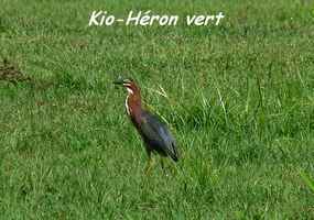 Butorides virescens, Héron vert, Kyo, Gaschet