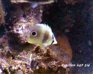 fiche poisson tachet&eacute;, r&eacute;cif corallien, guadeloupe