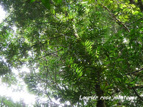Podocarpus coriaceus,Fr&eacute;zias