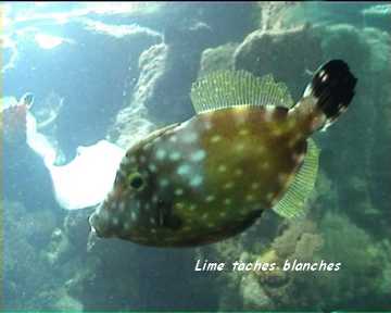fiche poisson tachet&eacute;, r&eacute;cif corallien, guadeloupe