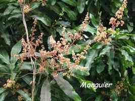 manguier, arbre,  bras de fort, goyave, guadeloupe