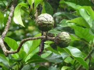 fiche arbre foret humide antilles