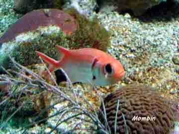 poisson r�cif, benthos, Guadeloupe