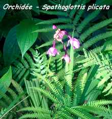 orchid�e, trace 36 mois, ste rose, basse terre, guadeloupe