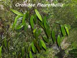 Pleurothallis, Orchid�e, Piton de Bouillante