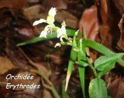 orchid�e erythrodes, trace contrebandiers, basse terre nord, guadeloupe