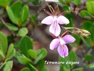 orchid�e, balade barre de cadoue, grande terre, guadeloupe
