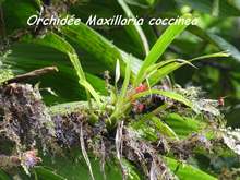 balade, rivi&egrave;re grosse corde, orchid&eacute;e, basse terre, guadeloupe, antilles