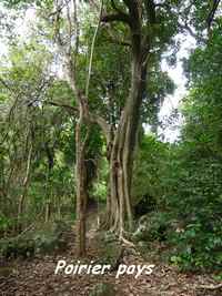 Tabebuia heterophylla, arbre Grande Pointe