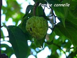 pomme cannelle, arbre, pointe l&eacute;zard, bouillante, guadeloupe
