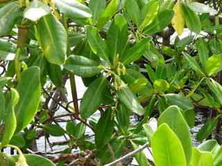 arbre mangrove v&eacute;g&eacute;tation tropicale antilles