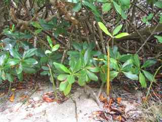 arbre mangrove, v&eacute;g&eacute;tation tropicale, antilles