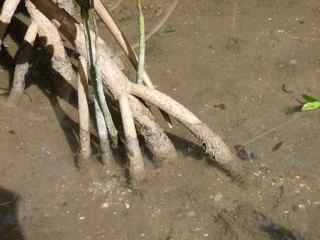 arbre mangrove, v&eacute;g&eacute;tation tropicale, Antilles