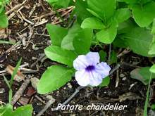 Ruellia tuberosa, foret seche , ecosysteme tropical, guadeloupe, antilles