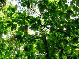 r�solu, rabre, chutes moreau, goyave, base terre, nord, guadeloupe
