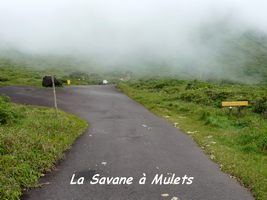 savane � mulets, soufri�re , guadeloupe