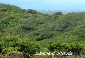 savane d`altitude, soufri�re, guadeloupe