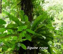 siguine, épiphyte, chutes carbet, basse terre sud, guadeloupe